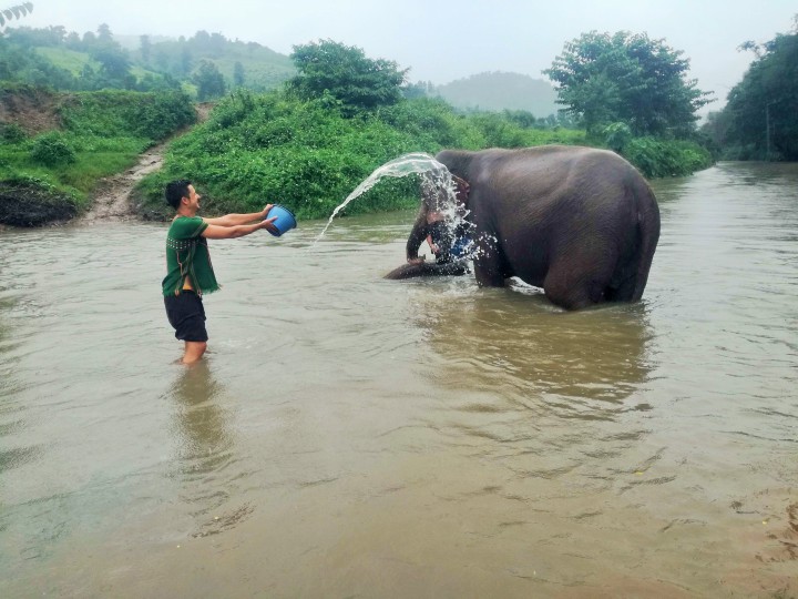 Bañando a los elefantes en el río bajo una intensa lluvia (Chiang Mai, Tailandia)